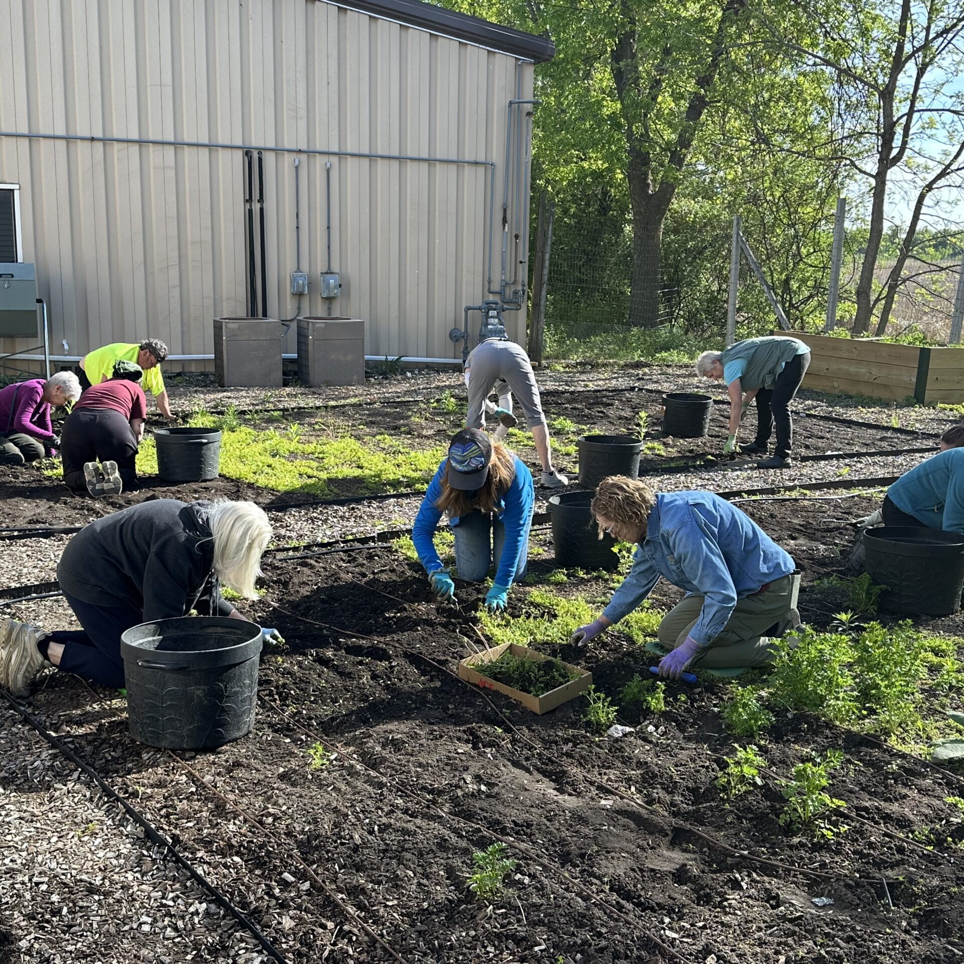 Garden Volunteers - Weeding 2